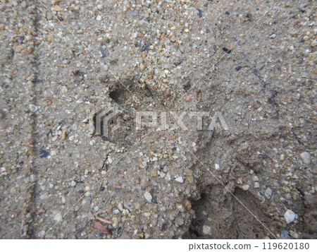 Wild boar footprints on the ground Wild boar footprints on the ground 119620180