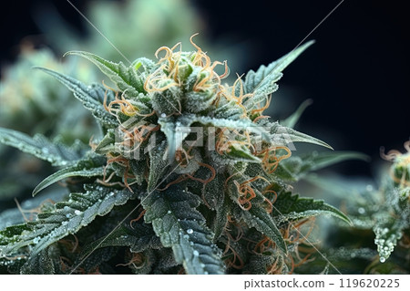 Cannabis bud. Marijuana bud high detail closeup macro shot. Ai generative 119620225