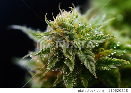 Cannabis bud. Marijuana bud high detail closeup macro shot. Ai generative 119620228