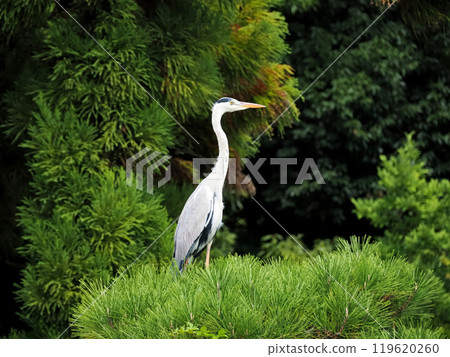 Osaka City, Flower Expo Memorial Park Tsurumi Ryokuchi, Grey Heron (Blue Heron, Blue Heron) Osaka City, Flower Expo Memorial Park Tsurumi Ryokuchi, Grey Heron (Blue Heron, Blue Heron) 119620260