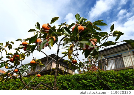 Persimmon and autumn leaves - Kakimomiji 119620320