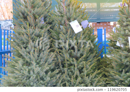 Variety of potted Christmas tree seedlings are sold at market. Seedlings of coniferous plants for further use in landscape design. 119620705