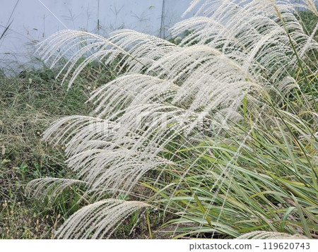 Autumn flowers 119620743