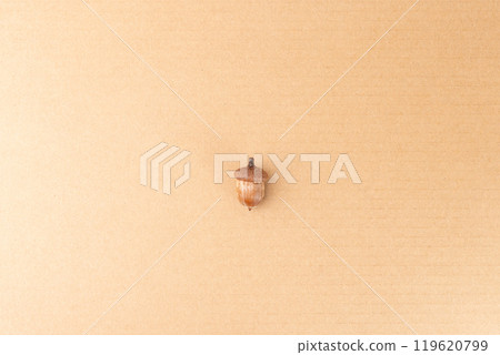 single whole acorn top view on carton single whole acorn top view on carton 119620799