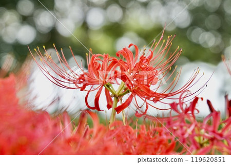 紅簇孤挺花在森林裡接受陽光 紅簇孤挺花在森林裡接受陽光 119620851