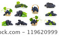 Ripe bunches of dark grapes on a white background 119620999