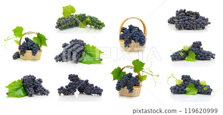 Ripe bunches of dark grapes on a white background Ripe bunches of dark grapes on a white background 119620999