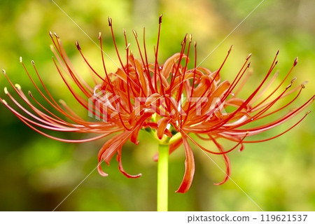迷人的紅色簇孤挺花，在綠色柔和的背景中閃閃發光 119621537