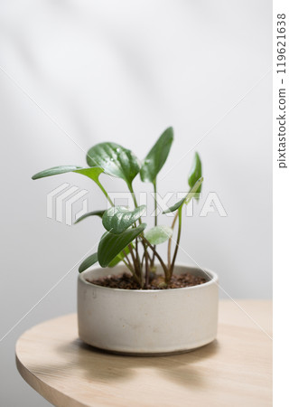 Drimiopsis maculata in a white pot. Drimiopsis maculata in a white pot. 119621638