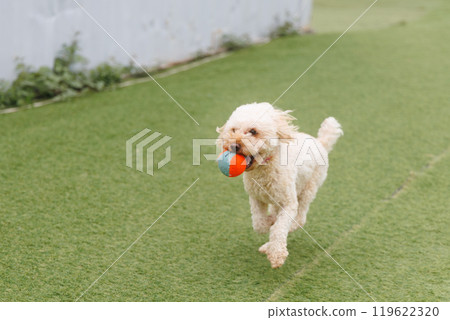 玩具貴賓犬打球 119622320