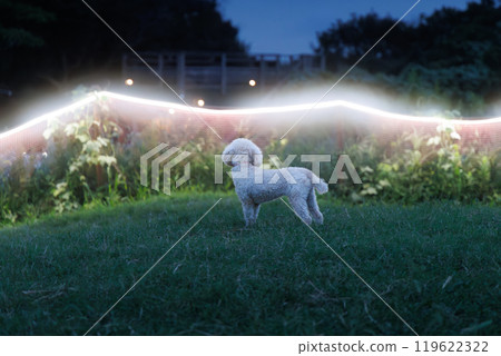 Toy Poodle Nighttime Dog Run Toy Poodle Nighttime Dog Run 119622322