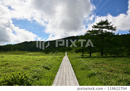 Tree Road of the Plateau 119622704