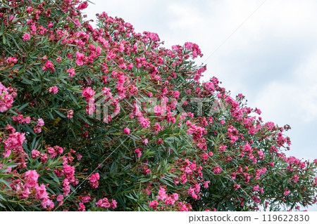 Blooming pink oleander bush against cloudy sky Blooming pink oleander bush against cloudy sky 119622830