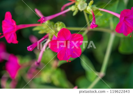 Vibrant pink flowers blooming in a garden Vibrant pink flowers blooming in a garden 119622843