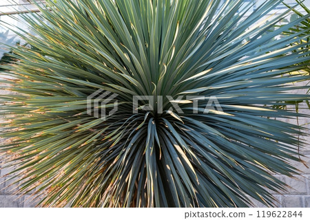 Close-up of spiky desert plant with sharp leaves Close-up of spiky desert plant with sharp leaves 119622844