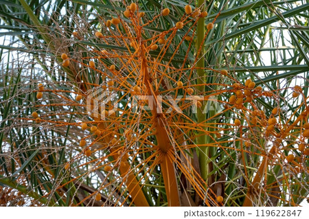 Close-up of palm tree with orange fruits Close-up of palm tree with orange fruits 119622847