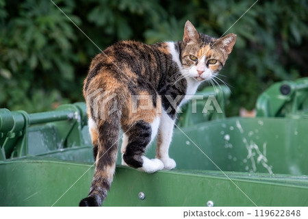 Calico cat standing on green dumpster 119622848