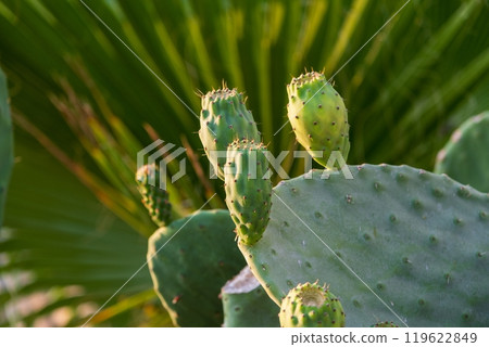 Prickly pear cactus with green fruits Prickly pear cactus with green fruits 119622849