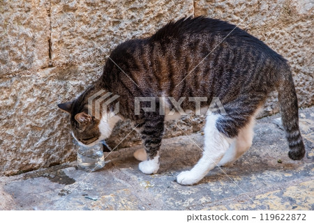 Striped cat drinking water from plastic cup 119622872