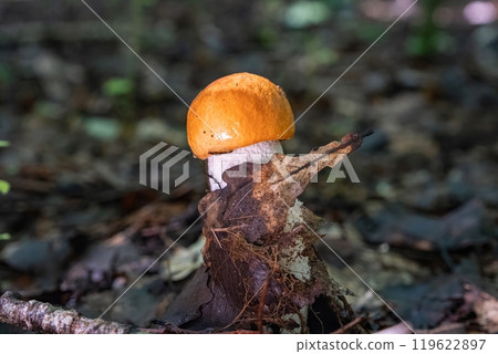 Mushroom growing in forest floor under leaves 119622897