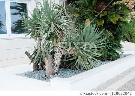 Yucca plants in modern landscaped garden 119622942