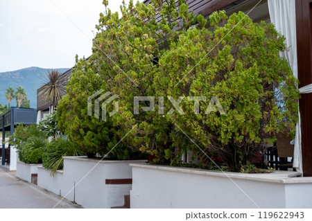 Lush green shrubs in modern outdoor planters Lush green shrubs in modern outdoor planters 119622943