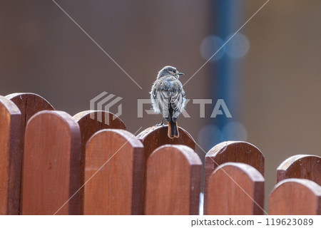 Small bird perched on wooden fence Small bird perched on wooden fence 119623089