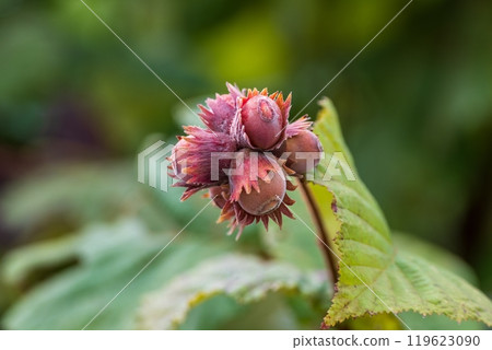 Close-up of hazelnuts growing on a branch 119623090