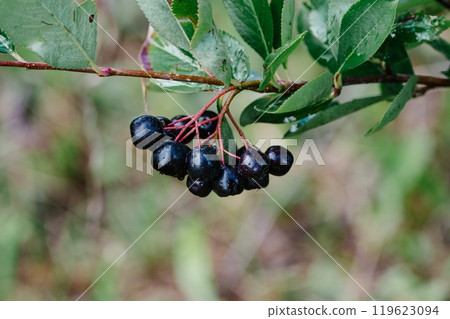 Close-up of ripe black chokeberries on branch 119623094