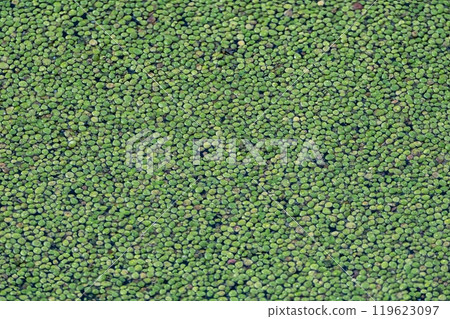 Dense layer of green duckweed on water surface Dense layer of green duckweed on water surface 119623097