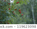 Rowan tree branch with red berries in forest 119623098