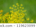 Close-up of blooming yellow dill flowers in garden 119623099