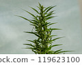 Close-up of green cannabis plant against light background 119623100