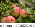 Ripe apples with water droplets on tree branch 119623101