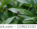 Small snail on wet green leaf in garden 119623102