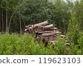 Pile of chopped firewood in forest clearing 119623103