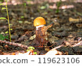 Mushroom growing in forest floor under leaves 119623106