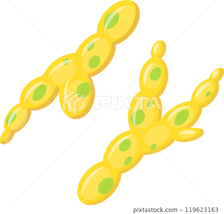 Candida albicans yeast causing candidiasis infection, microscopic view Candida albicans yeast causing candidiasis infection, microscopic view 119623163
