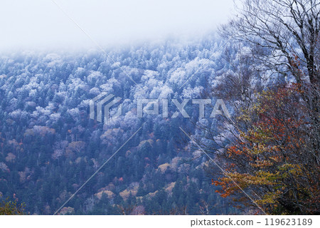 View of frost over autumn leaves View of frost over autumn leaves 119623189