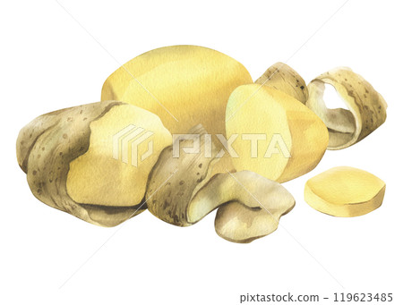 White potatoes whole, half, cut, peeled and wedges. Watercolor hand drawn illustration on the theme of harvesting, cooking, food, vegetable shop design. Set of elements isolated from background White potatoes whole, half, cut, peeled and wedges. Watercolor hand drawn illustration on the theme of harvesting, cooking, food, vegetable shop design. Set of elements isolated from background 119623485