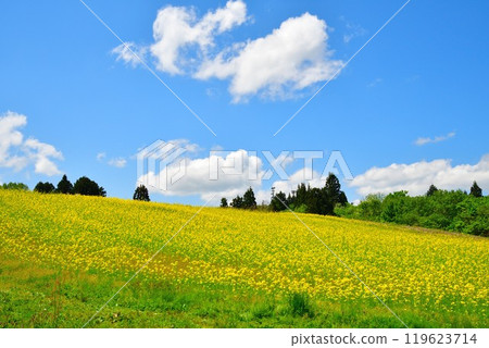 Rape flower of Yamamoto mountain plateau (Niigata) 119623714