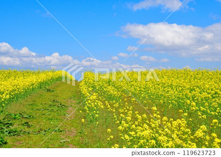 Rape flower of Yamamoto mountain plateau (Niigata) 119623723