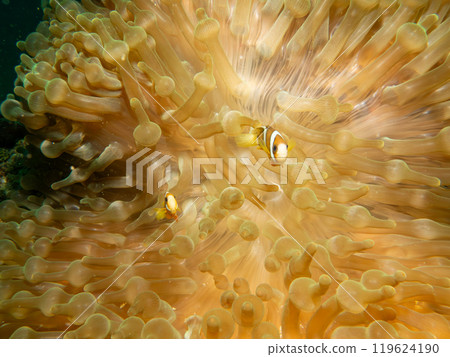 Clark's anemonefish, Amphiprion clarkii, and bubble-tip anemone, or entacmaea quadricolor 119624190