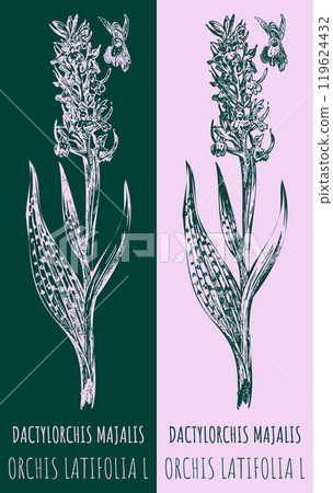 Vector drawings DACTYLORCHIS MAJALIS. Hand drawn illustration. Latin name ORCHIS LATIFOLIA L. 119624432