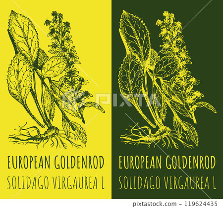 Vector drawings EUROPEAN GOLDENROD. Hand drawn illustration. Latin name SOLIDAGO VIRGAUREA L. Vector drawings EUROPEAN GOLDENROD. Hand drawn illustration. Latin name SOLIDAGO VIRGAUREA L. 119624435