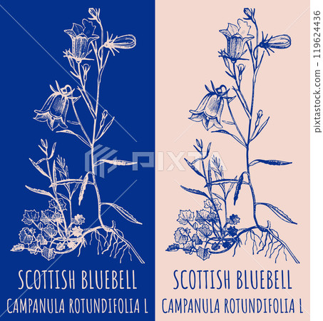 Vector drawings SCOTTISH BLUEBELL. Hand drawn illustration. Latin name CAMPANULA ROTUNDIFOLIA L. Vector drawings SCOTTISH BLUEBELL. Hand drawn illustration. Latin name CAMPANULA ROTUNDIFOLIA L. 119624436