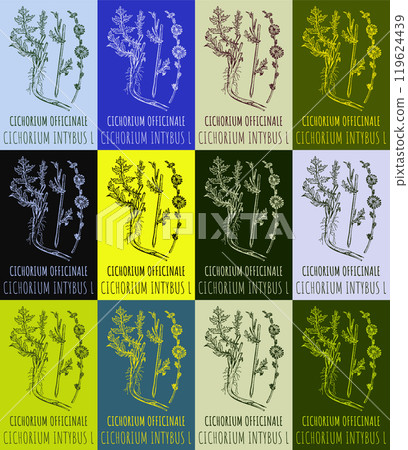 Set of vector drawing of CICHORIUM OFFICINALE in various colors. Hand drawn illustration. Latin name CICHORIUM INTYBUS L. 119624439