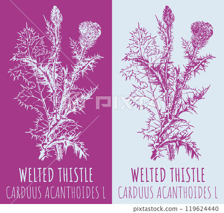 Vector drawings WELTED THISTLE. Hand drawn illustration. Latin name CARDUUS ACANTHOIDES L. Vector drawings WELTED THISTLE. Hand drawn illustration. Latin name CARDUUS ACANTHOIDES L. 119624440