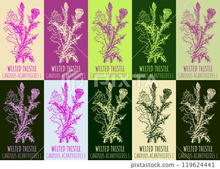 Set of vector drawing of WELTED THISTLE in various colors. Hand drawn illustration. Latin name CARDUUS ACANTHOIDES L. Set of vector drawing of WELTED THISTLE in various colors. Hand drawn illustration. Latin name CARDUUS ACANTHOIDES L. 119624441