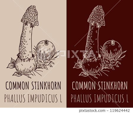Vector drawings COMMON STINKHORN. Hand drawn illustration. Latin name PHALLUS IMPUDICUS L. 119624442